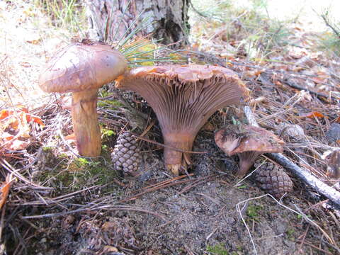 Image of Chroogomphus rutilus (Schaeff.) O. K. Mill. 1964