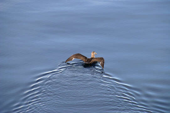 Image of Antarctic Giant-Petrel