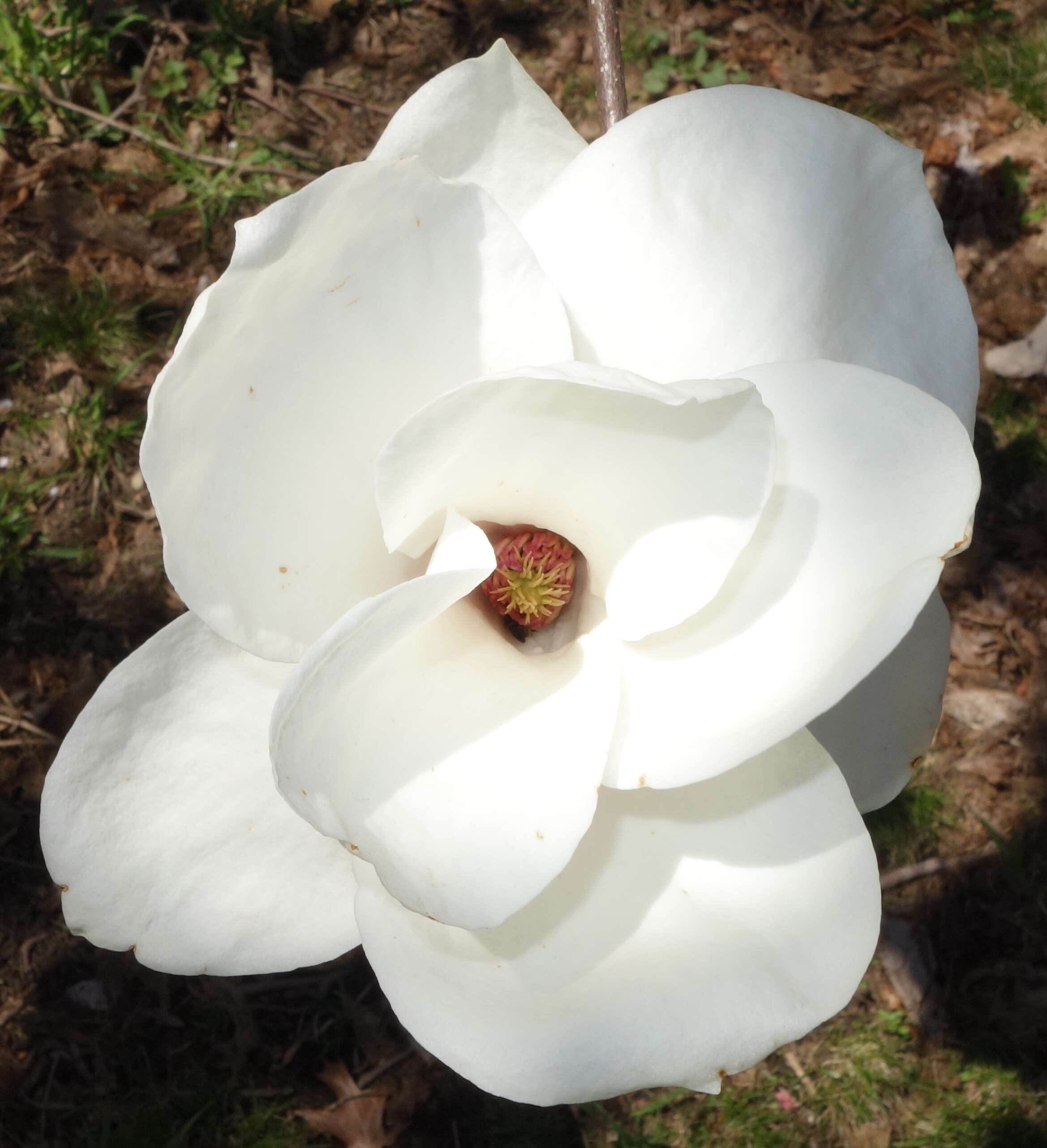 Image of Lily Tree