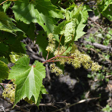 Image of River-Bank Grape