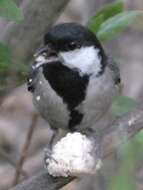 Image of Japanese Tit