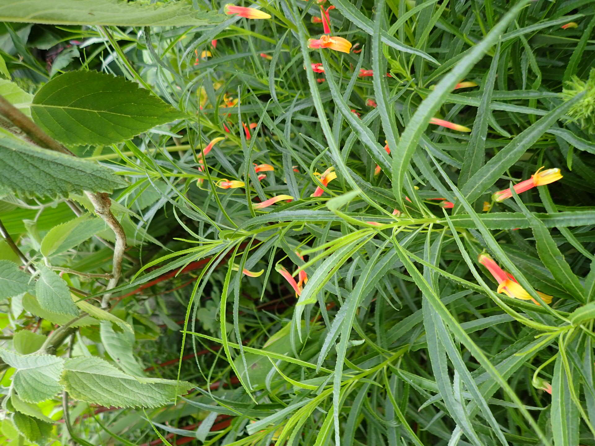 Imagem de Lobelia laxiflora Kunth