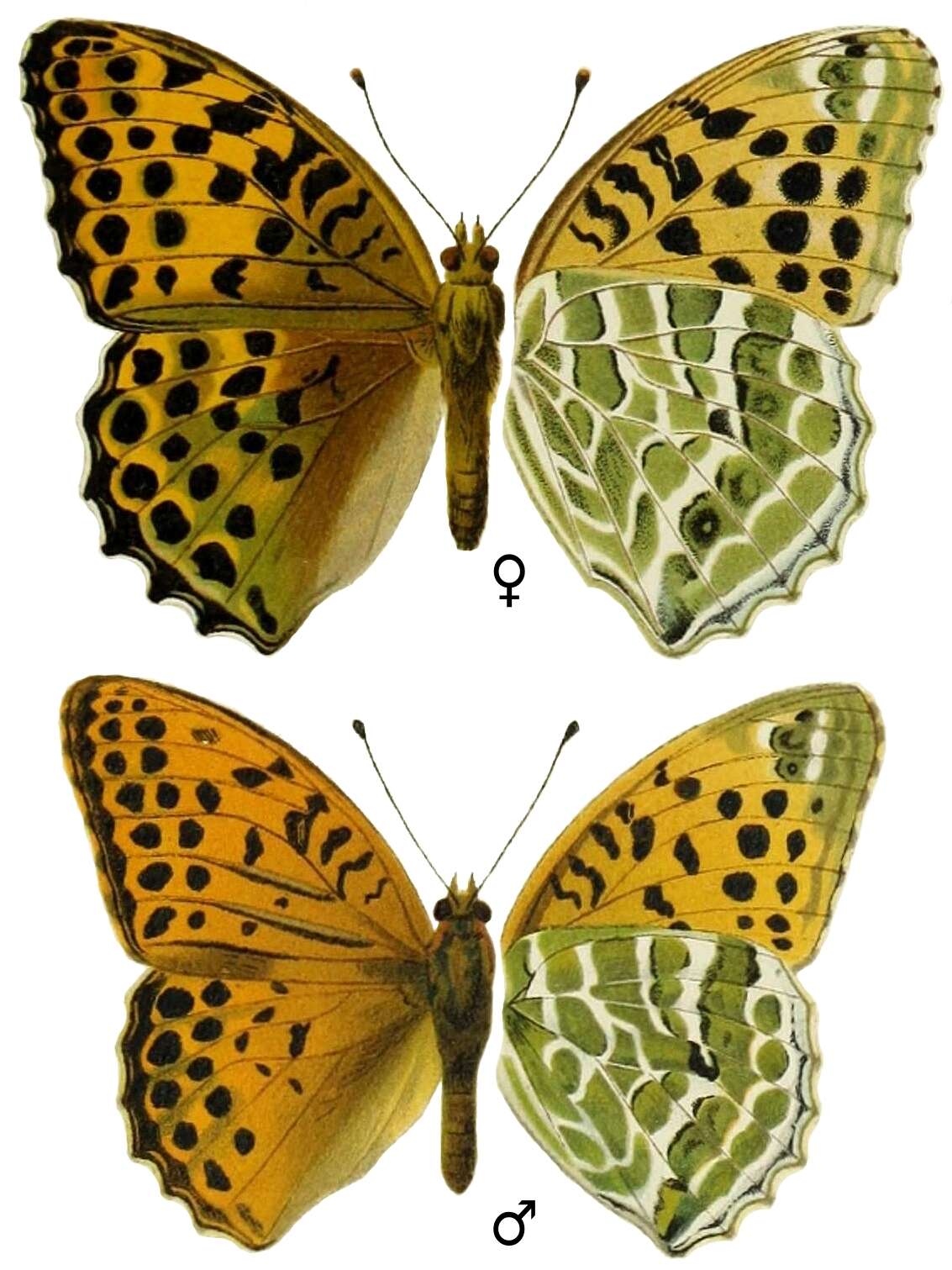 Image of Argynnis zenobia