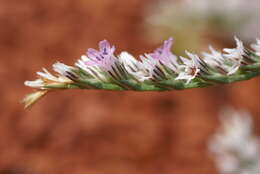 Image of Goniolimon tataricum (L.) Boiss.