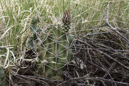 Image de Echinocereus fendleri (Engelm.) Sencke ex J. N. Haage