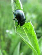 Image of Chrysolina herbacea