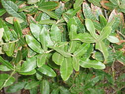 Image of Quercus crassipes Bonpl.