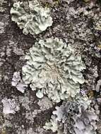 Image of Common greenshield lichen