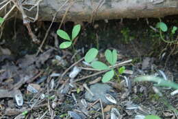 Image of bird-in-a-bush