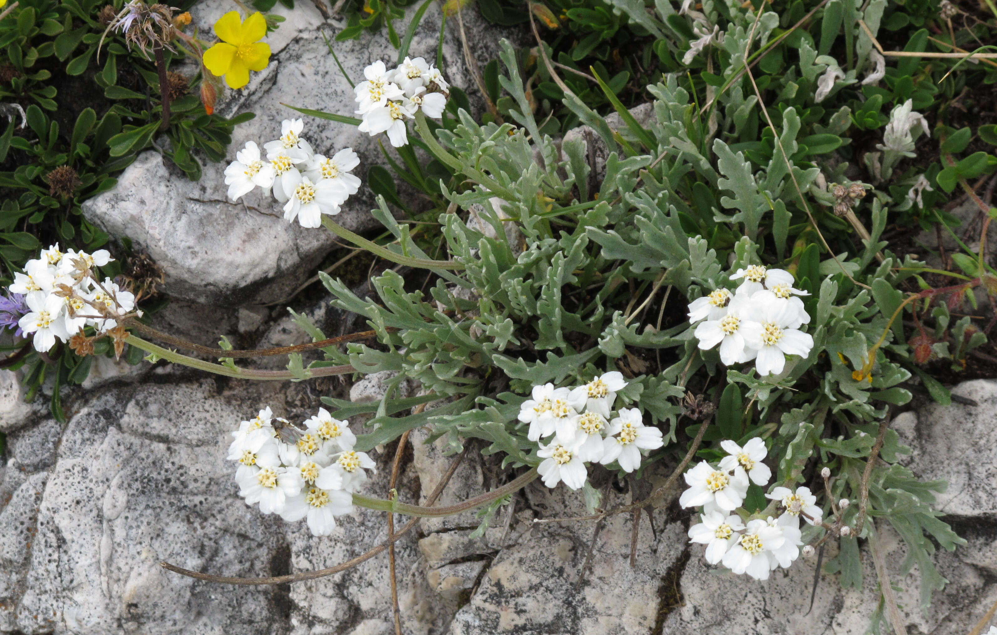 Image of silvery yarrow