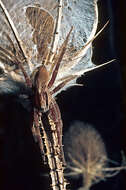 Image of Dolomedes minor L. Koch 1876