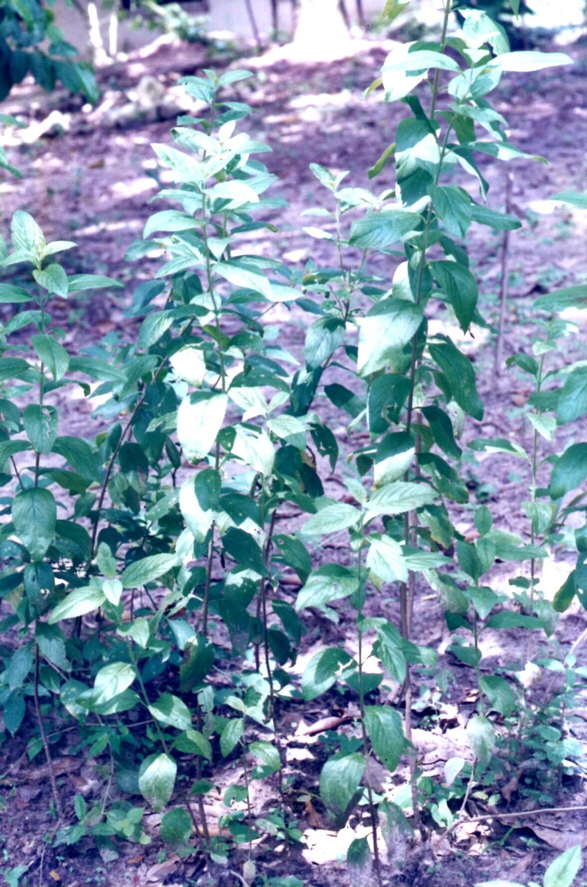 Image of bushy lippia