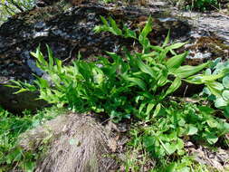 Image of Angular Solomon's Seal