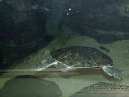 Image of Cotinga River Toadhead Turtle