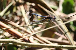 Image of blue marsh hawk