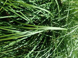 Image of Mondo Grass