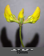 Image of Narrow-leaved Bird's-foot-trefoil