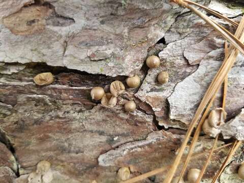 Image of Lycogala epidendrum