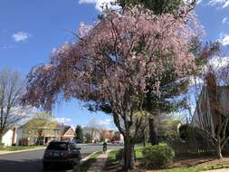 Image de Prunus spachiana (Lavallee ex H. Otto) Kitamura