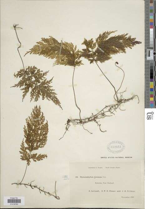 Image of Hymenophyllum demissum (G. Forst.) Sw.