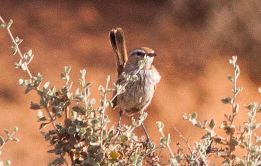 Image of Rufous Calamanthus