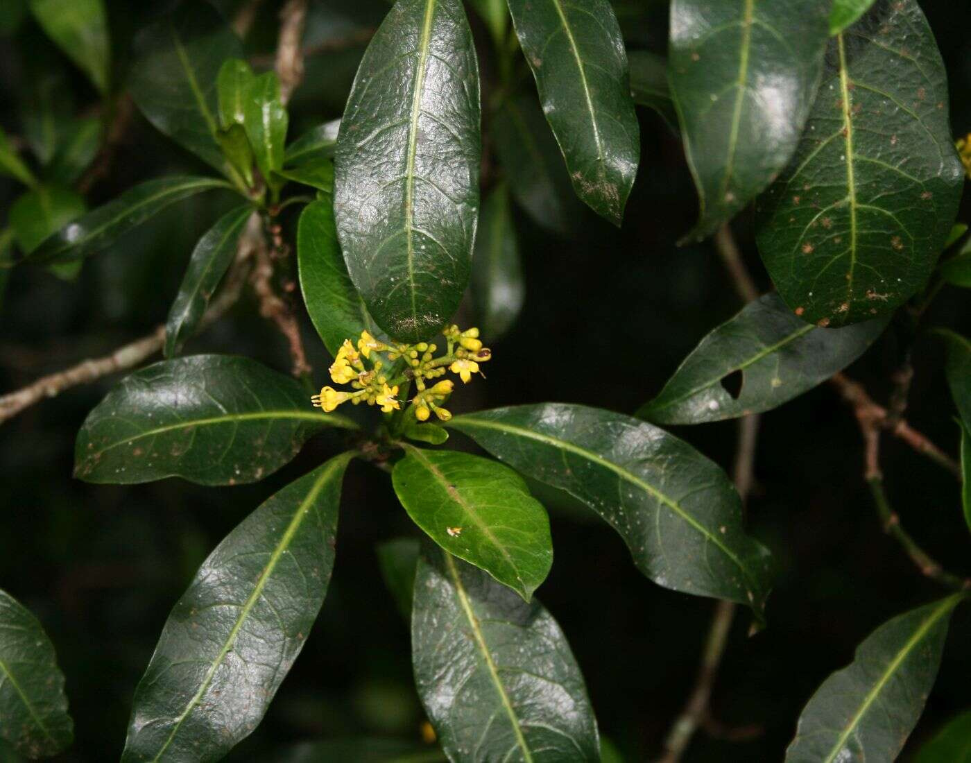 Plancia ëd Psychotria capensis (Eckl.) Vatke