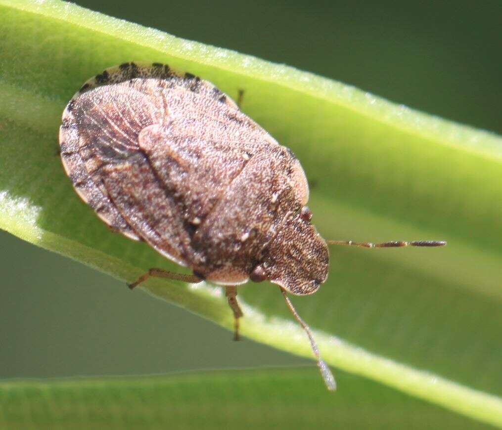 Image of Sciocoris sideritidis