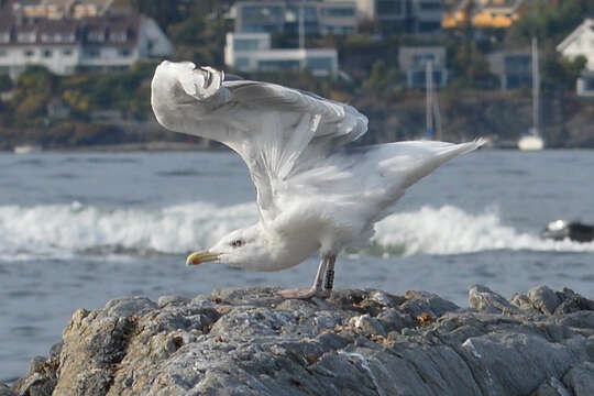 Image of European Herring Gull