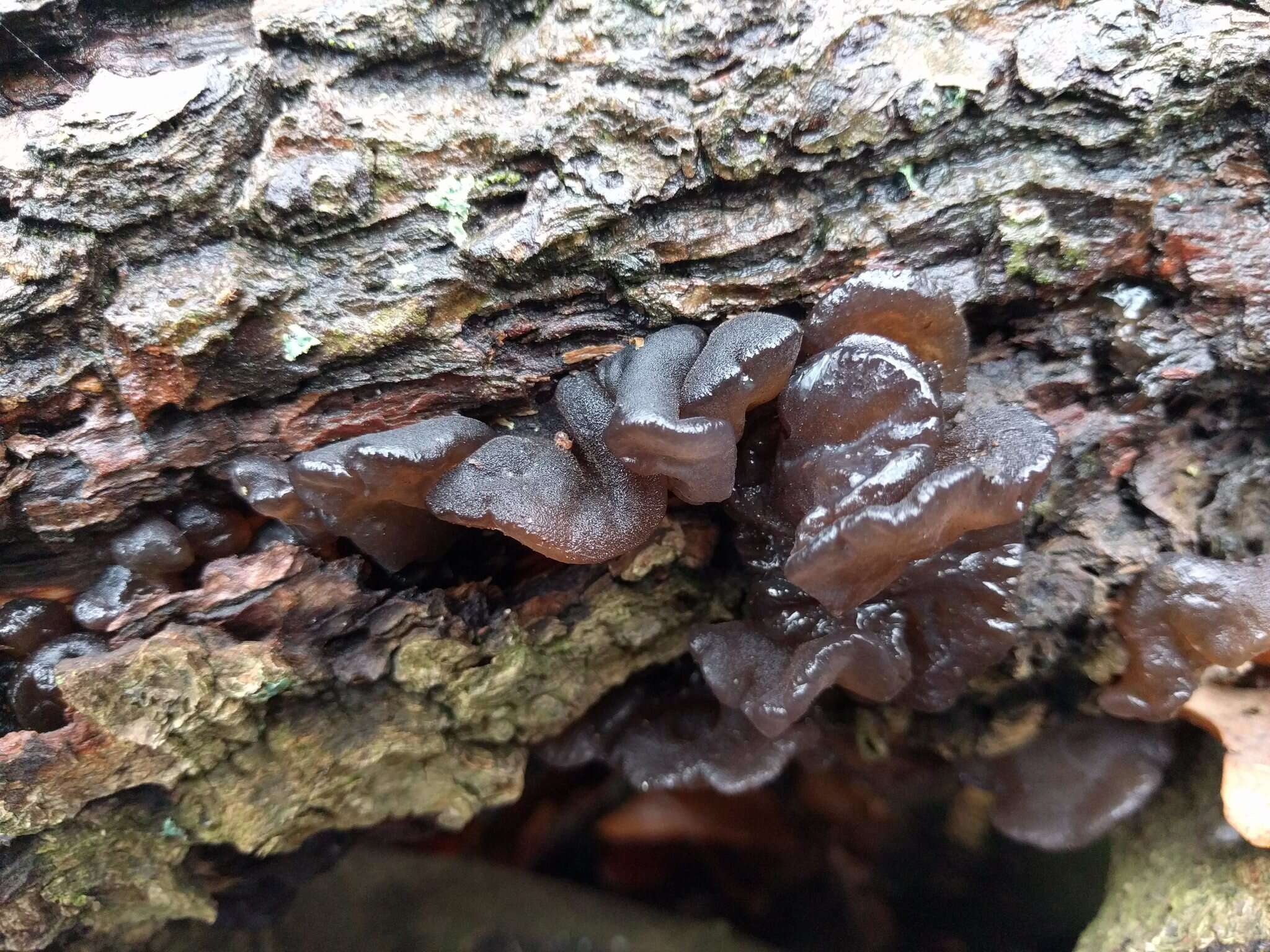 Image of Black Witches' Butter