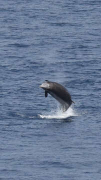 Image of Cuvier's Beaked Whale