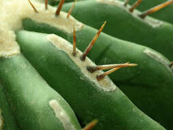 Image of Cactus