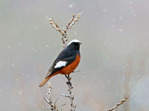 Image of Güldenstädt's Redstart