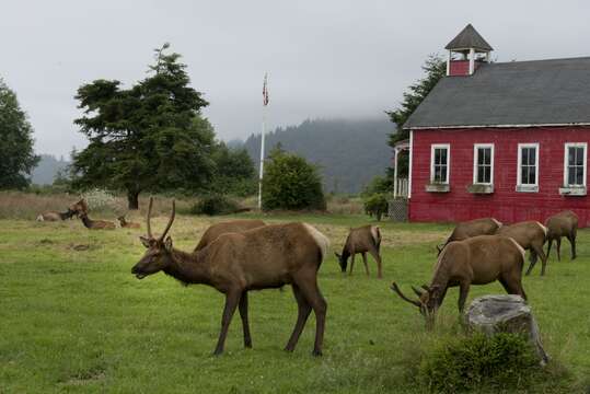 Image of Cervus canadensis roosevelti