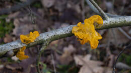 Image of Witches butter