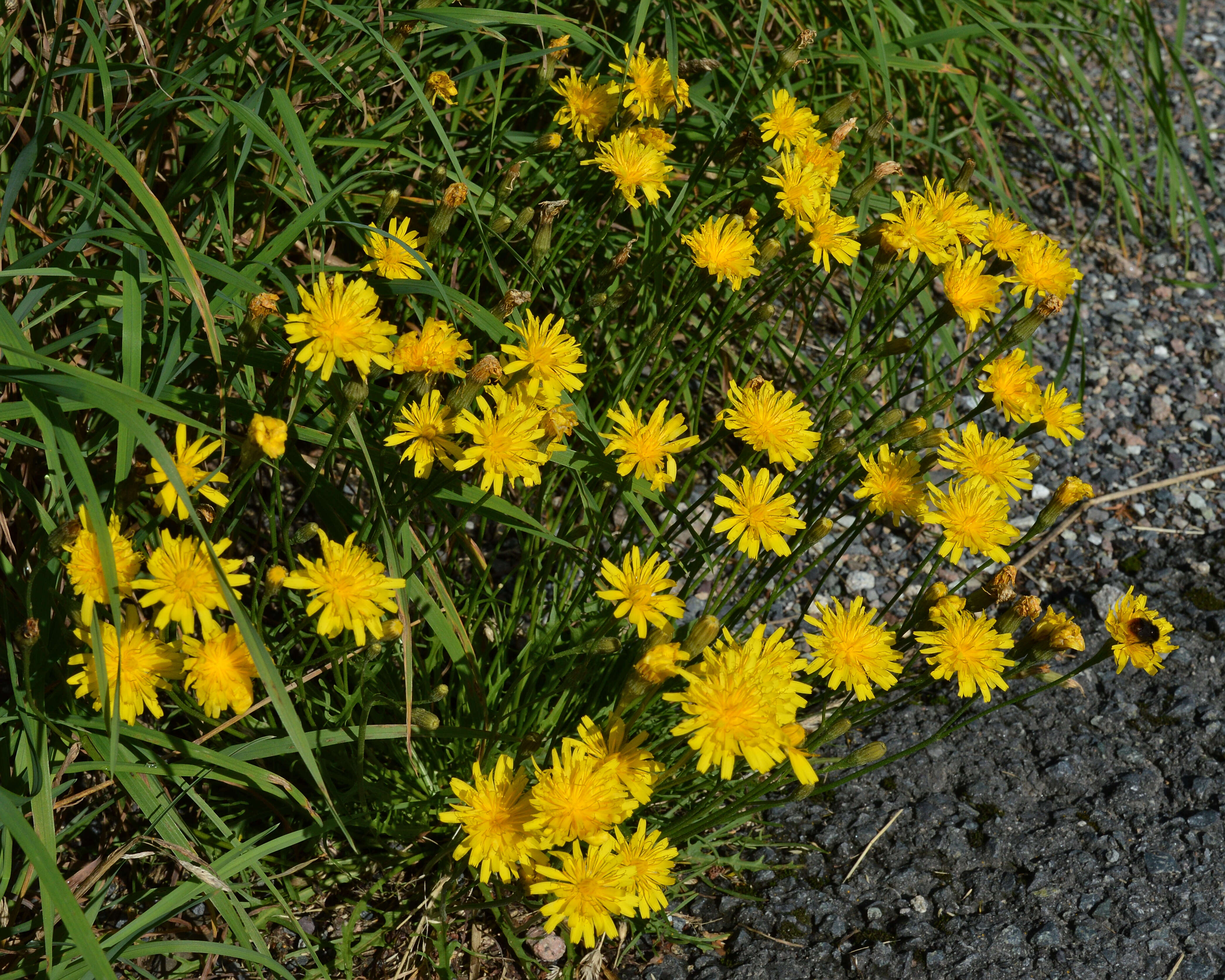 Image of fall dandelion