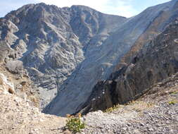 Image of Rocky Mountain goldenrod