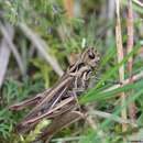 Image of Chorthippus (Glyptobothrus) bornhalmi Harz 1971