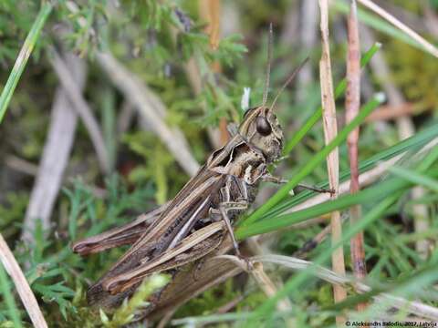 Image de Chorthippus (Glyptobothrus) bornhalmi Harz 1971