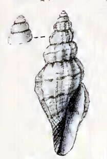 Image of Mangelia tritaeniata