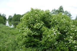 Imagem de Viburnum opulus L.