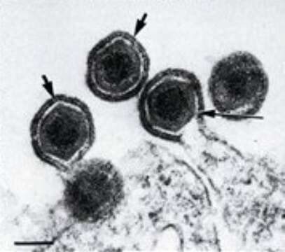 Image of Ranavirus