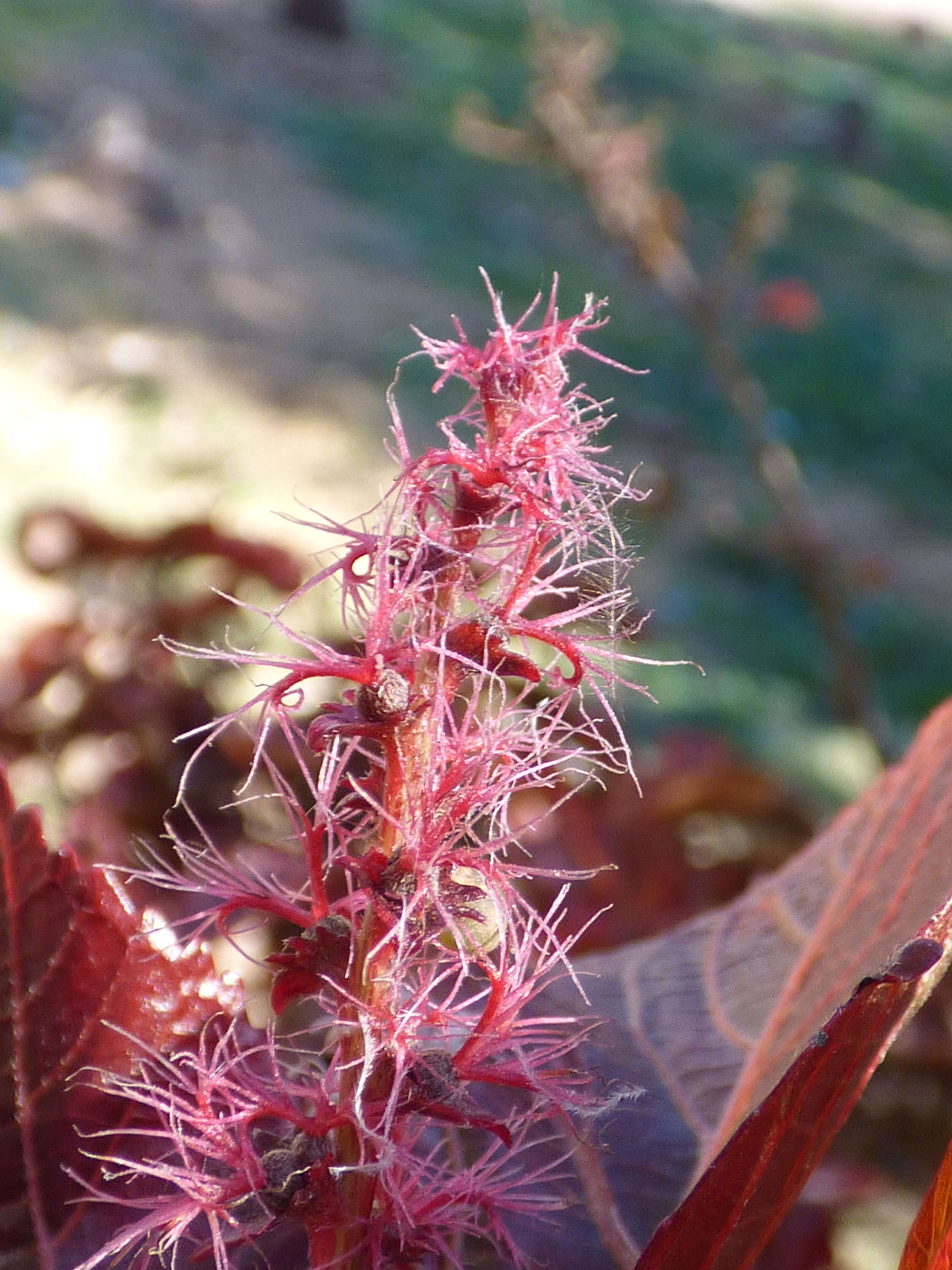 Image de Acalypha wilkesiana Müll. Arg.