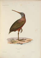 Plancia ëd Rallus madagascariensis Verreaux & J 1833