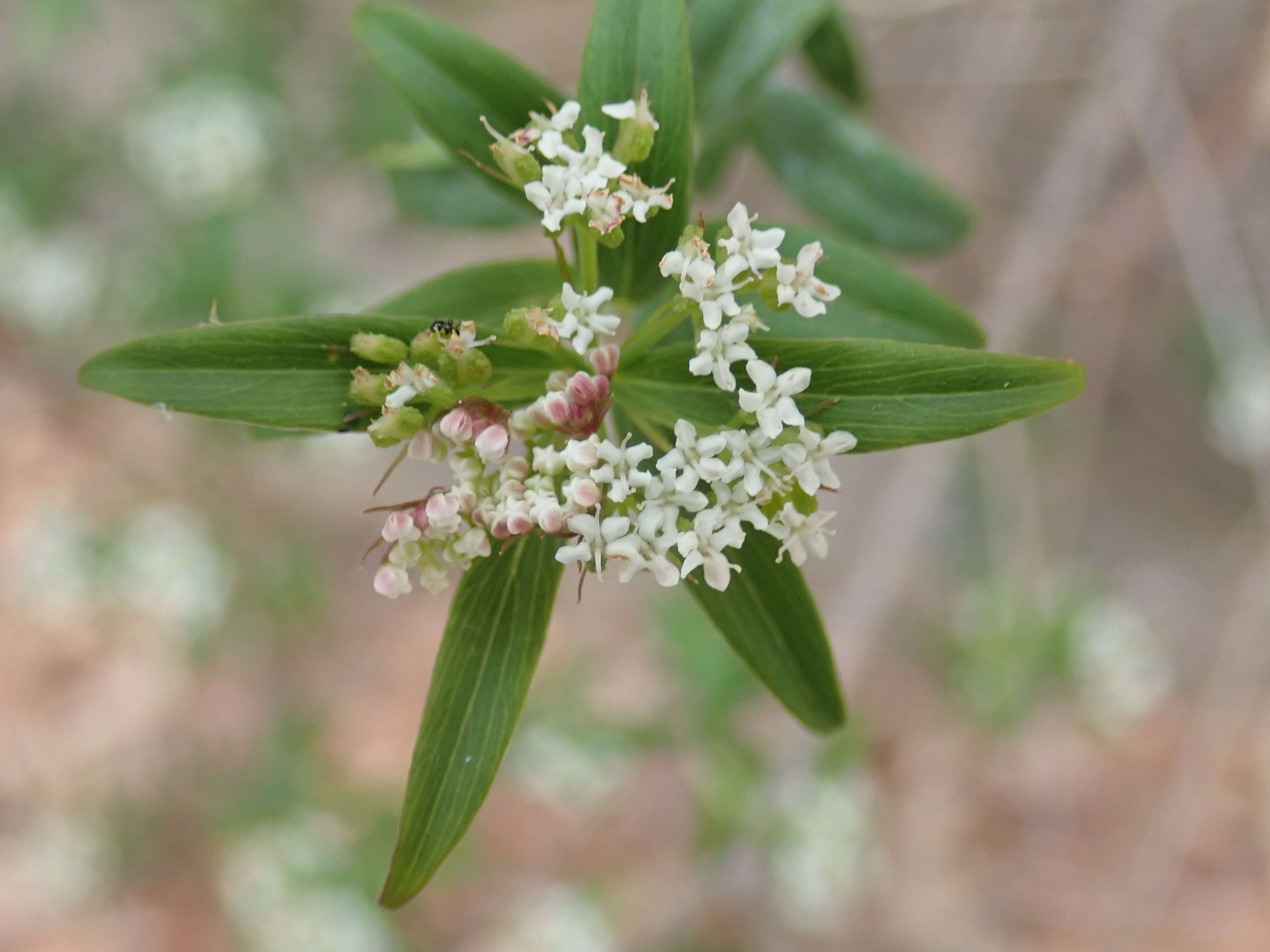 Imagem de Platysace lanceolata (Labill.) Druce