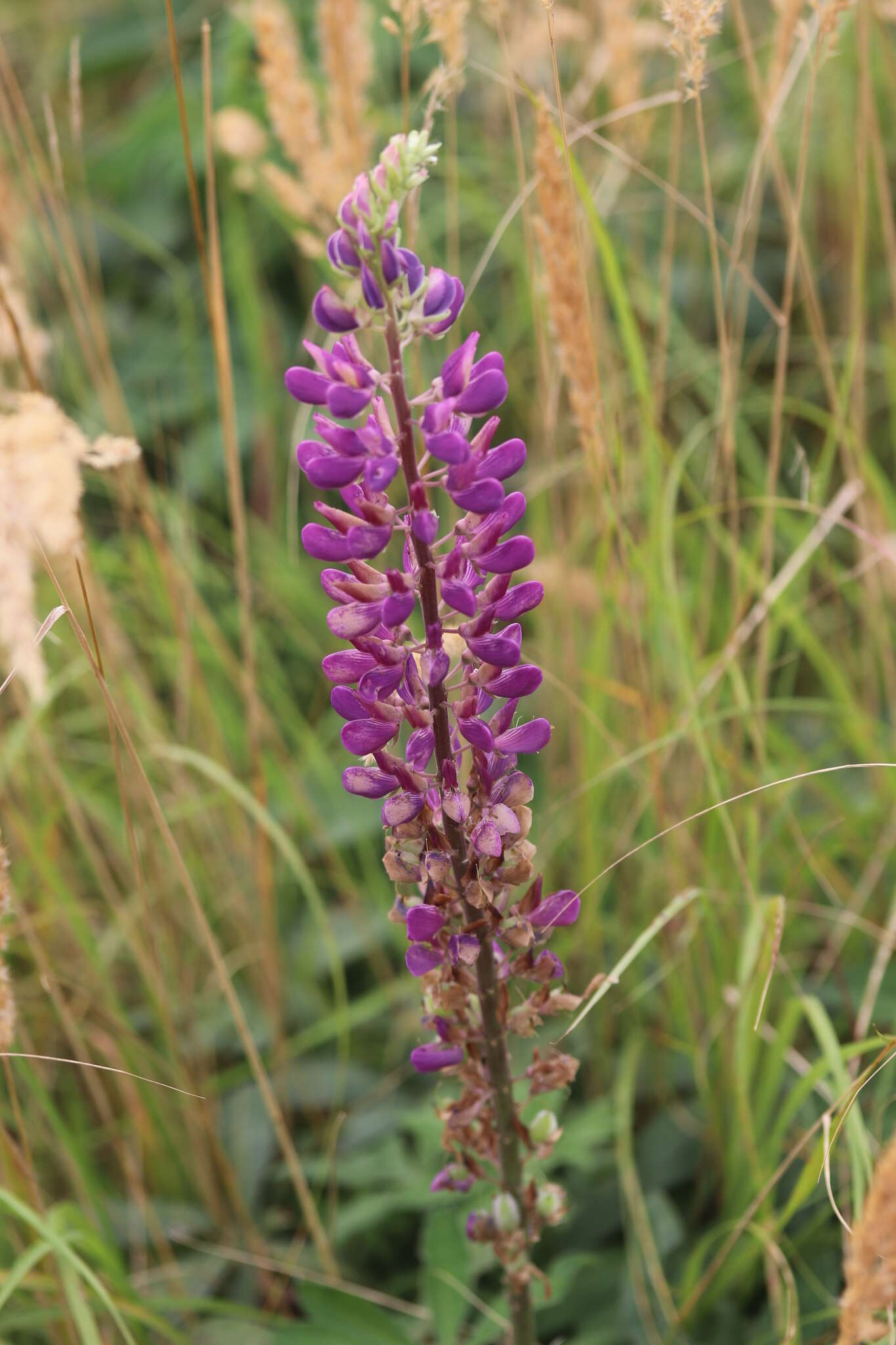 Plancia ëd Lupinus polyphyllus Lindl.