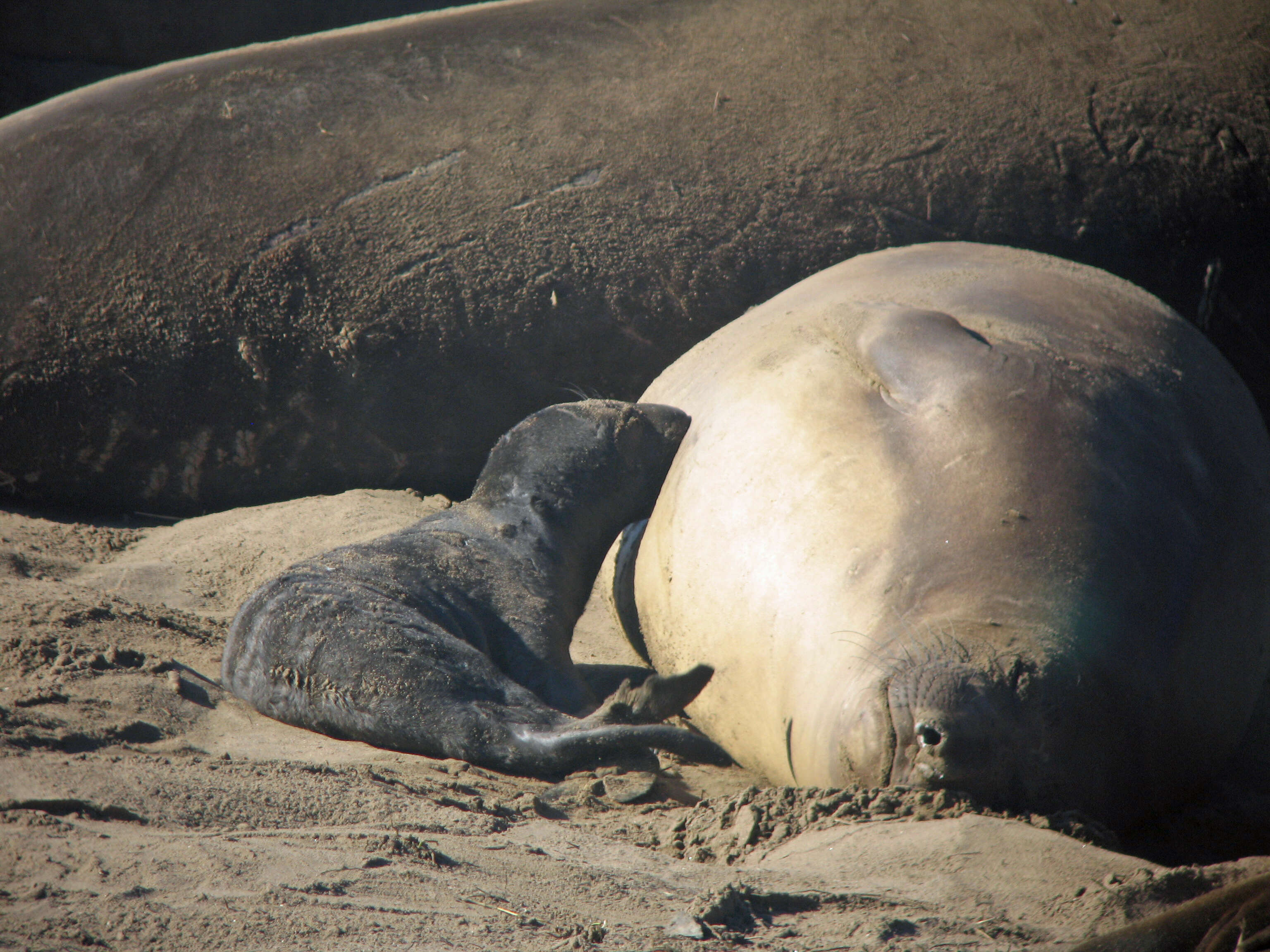 Image of Northern Elephant Seal