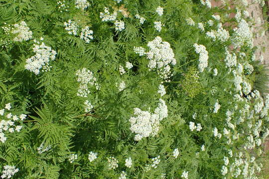 Image of Chaerophyllum aureum L.