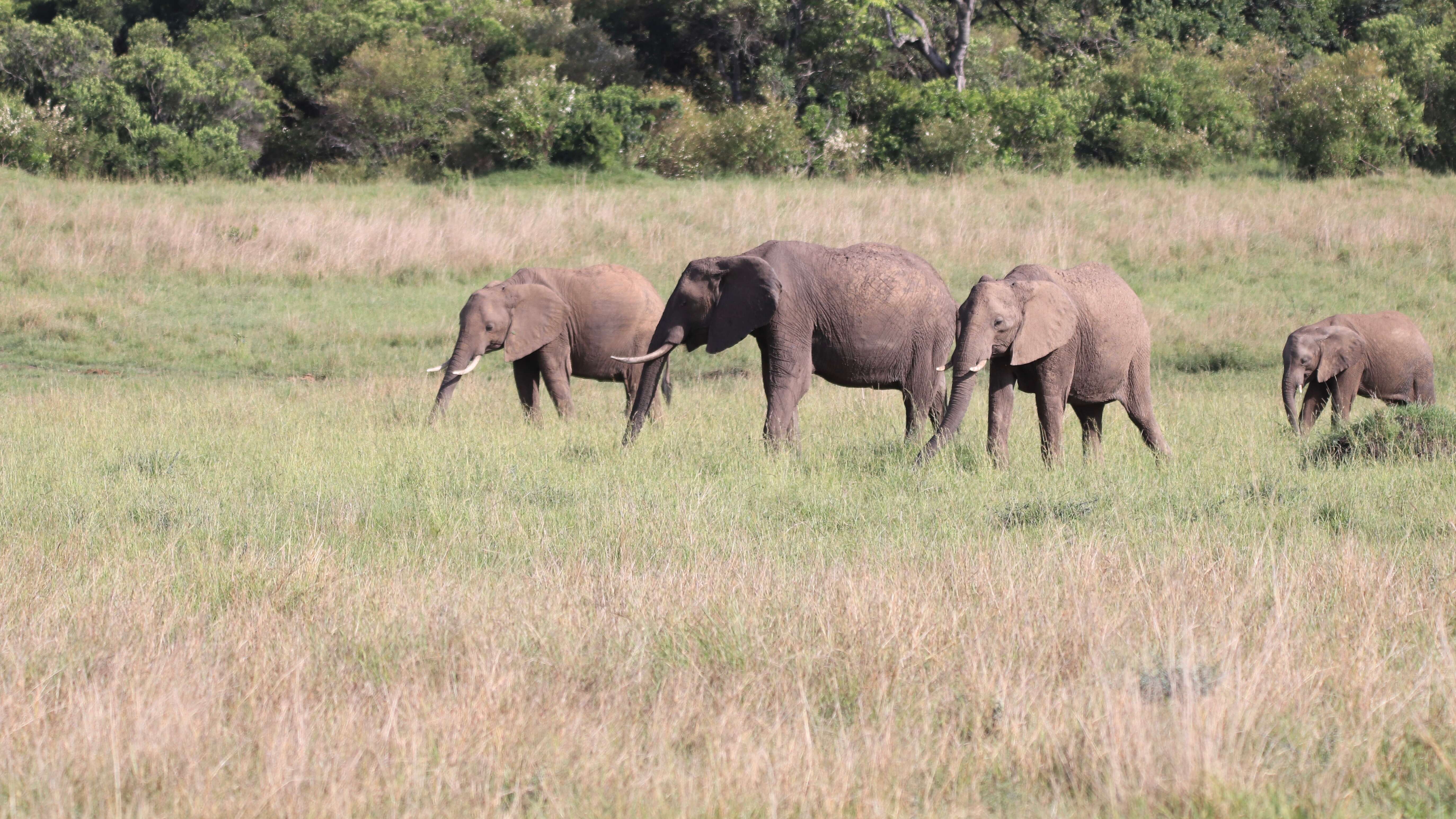 Image of African elephant