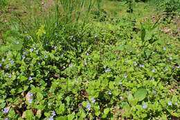 Image of Wood speedwell