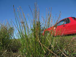 صورة Eleocharis cylindrostachys Boeckeler